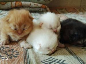 Persian cat, semi punch face, Four White, Black, And Brown