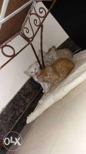 Persian cats 1½ months old for immi sale