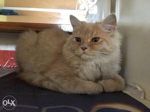 Persian cats(male and female) 5 months old