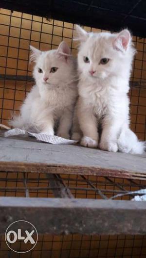 Persian kittens 70 days old vaccinated