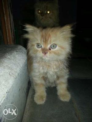 Persian kittens male and female Rs  each.1.5