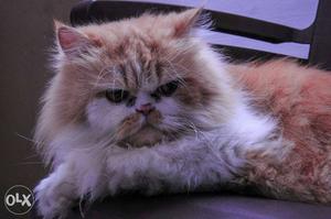 Persian male cat available 1 year old.Dewormed