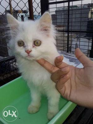 Persian normal eyes male home breed kitten