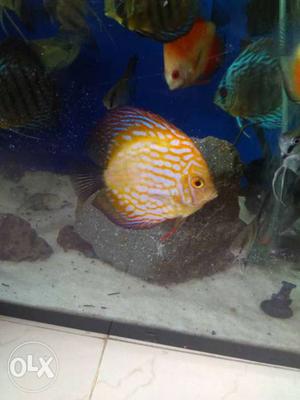 Pidgeon discus pair