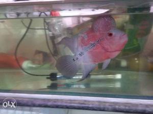 Pink And Silver Flowerhorn Fish