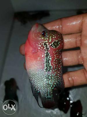 Pink, Black, And White Flowerhorn
