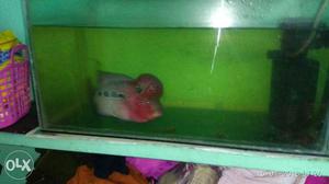 Pink, Gray, And Black Flowerhorn Fish