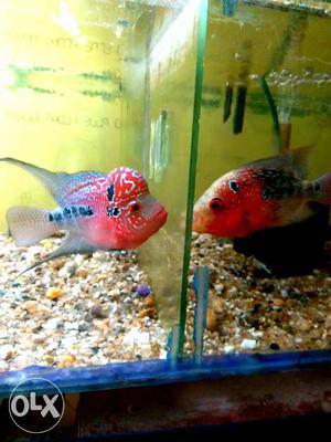 Pophead 2.5inch Flowerhorn babies available,