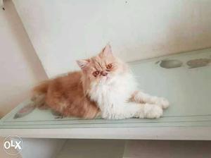 Punch face Persian female for more details