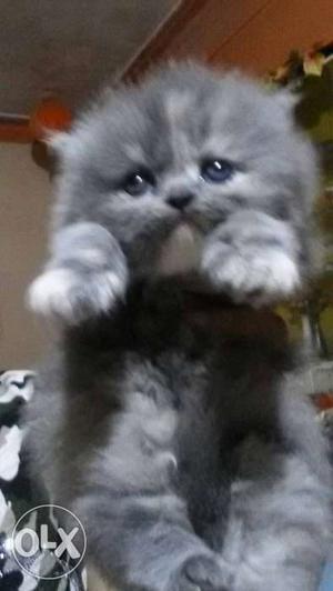 Punched face persian kittens
