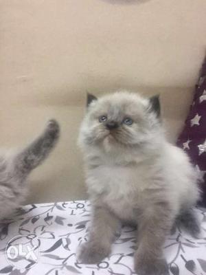 Pure Himalayan persian female 2weeks old. Revert soon.