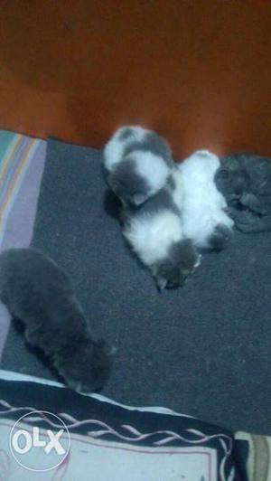 Pure Persians Kittens At Best Price Bangalore Only