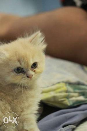 Pure female persian 40 days old up for sale