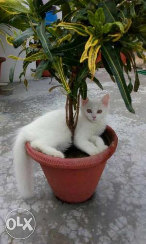 Pure persian male cat
