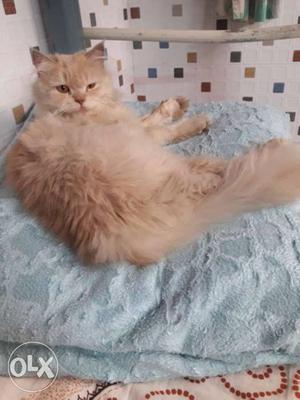 Pure persian male cat. 2years old. Healthy and