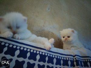 Pure white male doll face kitten long fur quality