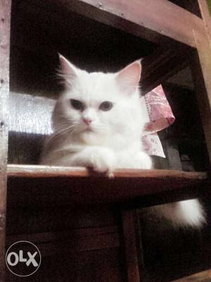 Pure white perssian male cat 1 yr old very