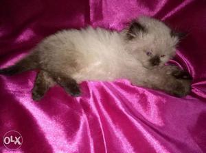 Quality persain kittens available for sale