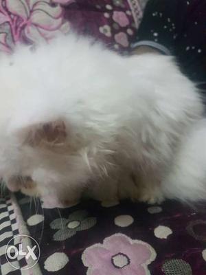 Real Persian Cats kittens white