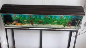 Rectangular Dark-brown Framed Fish Tank 
