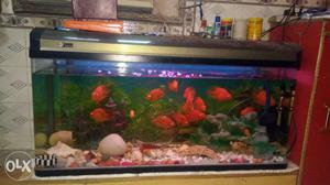 Rectangular Gray Framed Fish Tank