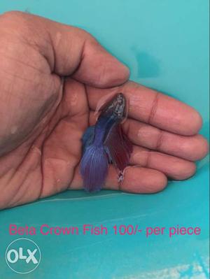Red And Blue Betta Fish
