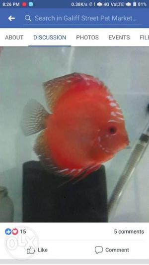 Red Aquarium Fish