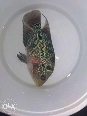 Red Dragon Flowerhorn. Active Fish wid Good Colour