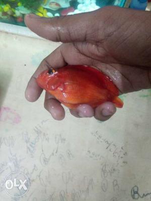 Red Fish In Haora