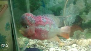 Red, Silver, And Black Flowerhorn