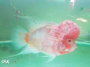 Red aggressive flowerhorn. Very much active.