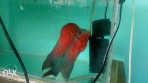 Red dragon flowerhorn fish