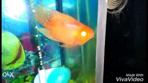 Redparrot fish size 4inch plus