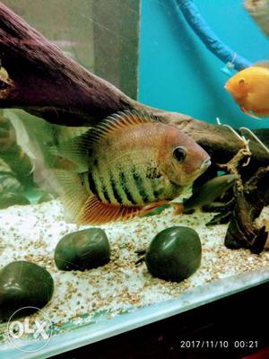 Rotkeil severum fully grown size 8" healthy &