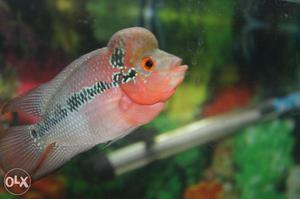 SRD Flowerhorn Fish 3.5 inch 4month