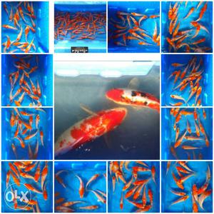 School Of Koi Fish Collage