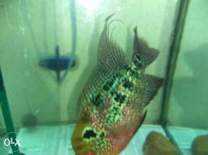 Sell or exchange Flowerhorn Fish