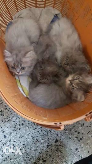 Semi punch Persian Kittens for sell Kitten for sell at cheap