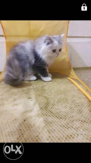 Semi punch female calico for sell 3 months old