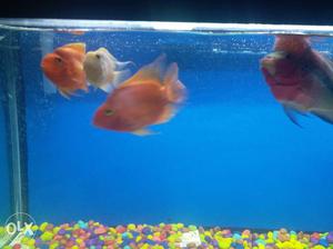 Shoal Of Orange And Gray Pet Fishes