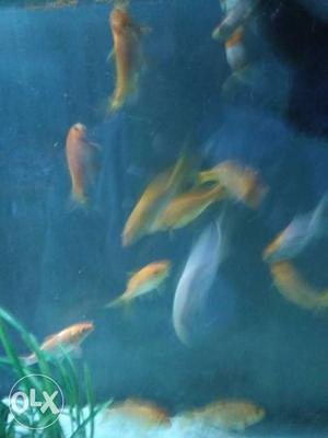 Shoal Of Pet Fishes