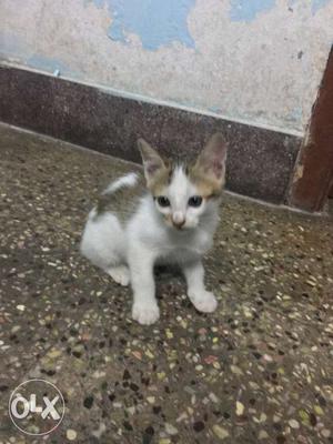 Short-coated White And Brown Kitten