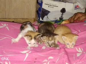 Three Tabby Kindle Kittens