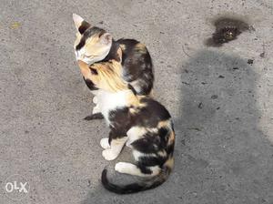 Two Calico Cats