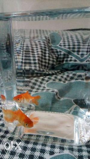 Two Gold Fish with 1.5 Ltrs Jar + Food and Stones || Urgent
