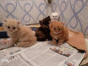 Two Orange, One Black And One White Persian Kittens