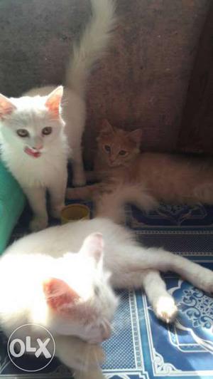 Two White And One Orange Tabby Cats