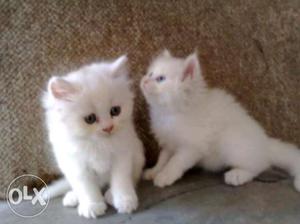 Two White persian Kittens
