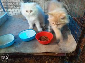 Two babies of Persian Cats each 7k