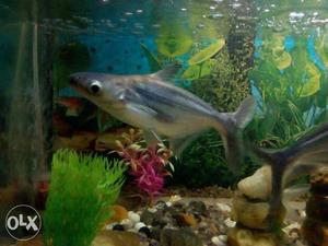 Two healthy living iridescent sharks 6 inches